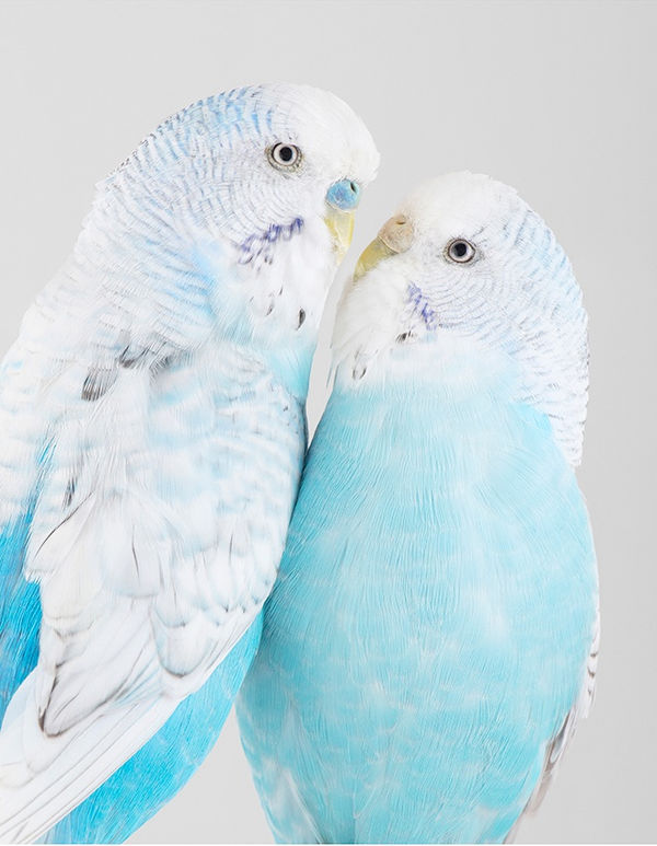 LEILA JEFFREYS: THE PET SHOW, FOTOGRAFISKA, STOCKHOLM