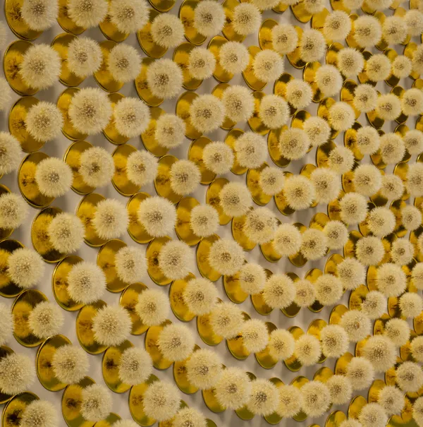 The Garden Remembers