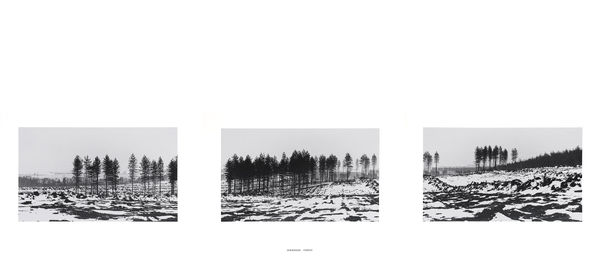 Roger PALMER Sherwood Forest, 1979 3 matt silver gelatine prints mounted on individual boards. Letraset on central board. Vintage and unique 86.5 x 66 cm (each board)