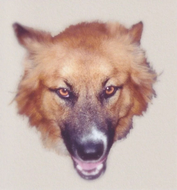 Dogs Series Archival Pigment Prints, 1996-2004