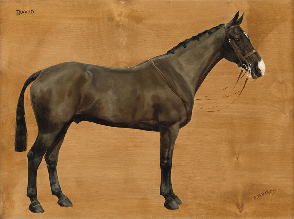 Florence Mabel Hollams, Study of a bay hunter - David