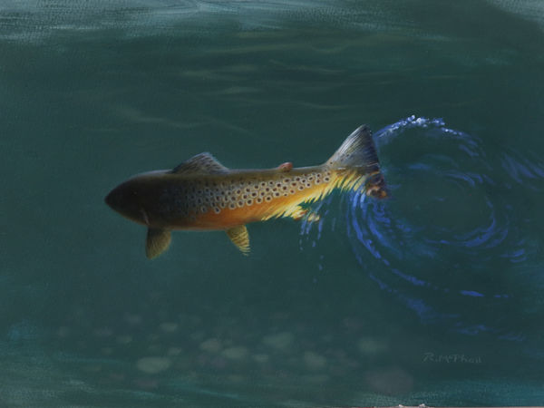 Rodger McPhail, Brown trout