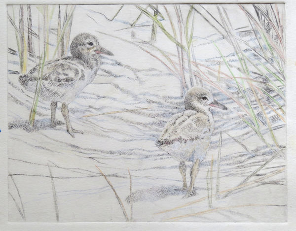 Emma Faull , Oystercatcher chicks