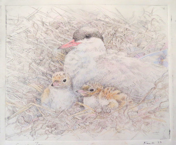 Emma Faull, Common Tern