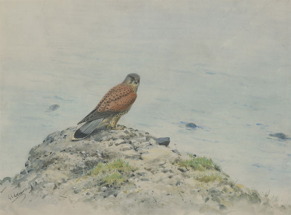 Kestrel