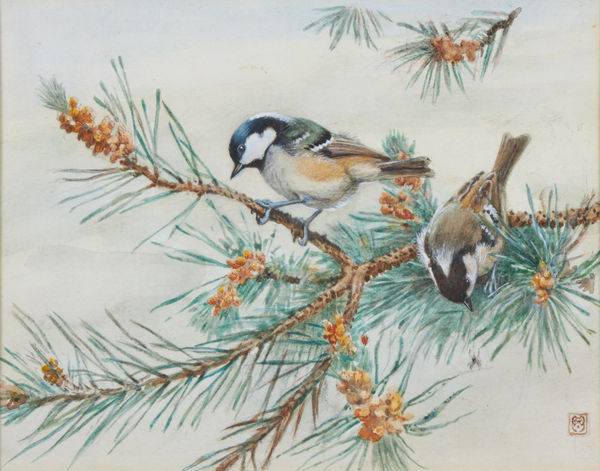 Pair of Coal tits on a Pine branch