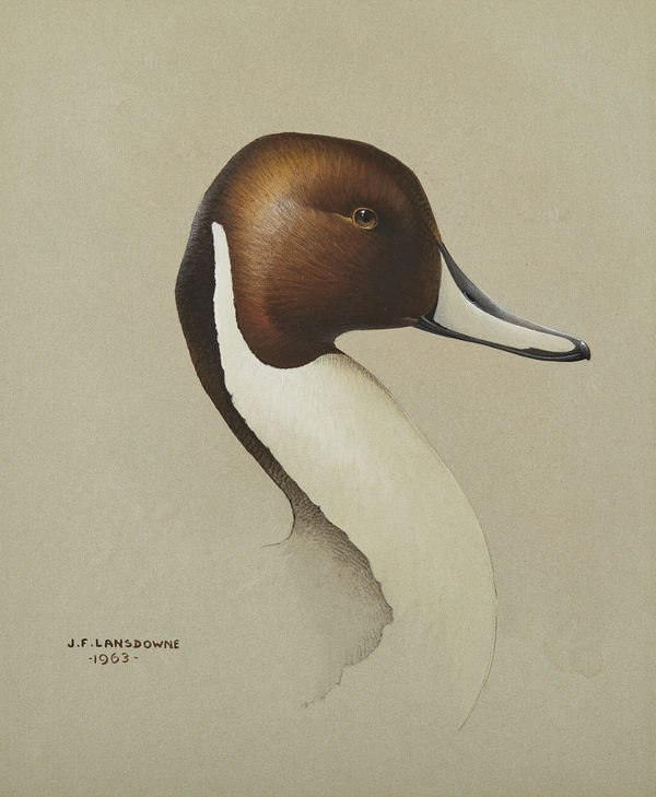 Head of a Pintail
