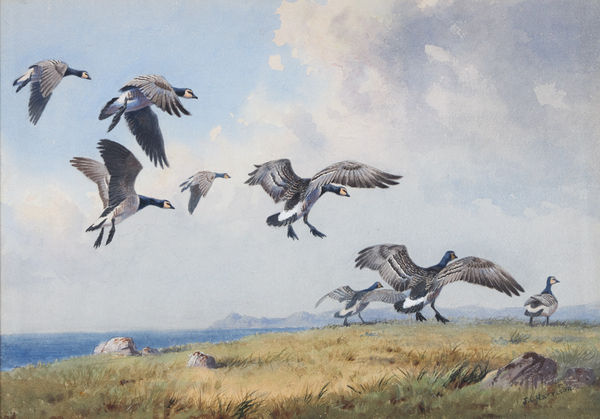 John Cyril Harrison, Barnacle Geese on Islay
