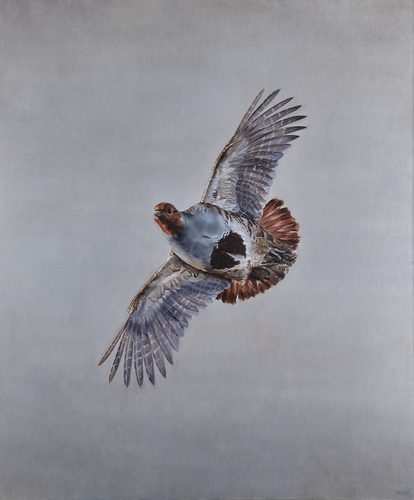 Grey partridge in flight