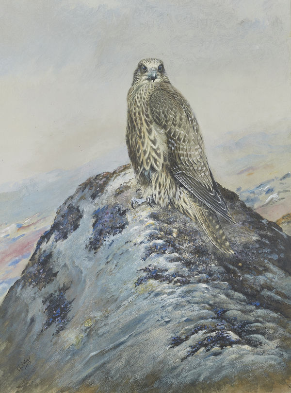 Immature Iceland Gyrfalcon