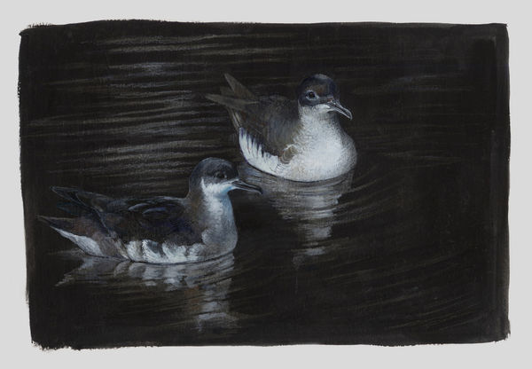 Emma Faull , Manx Shearwaters
