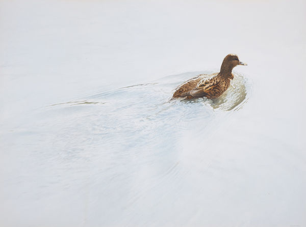 Mallard hen in water