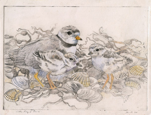 Emma Faull, Ringed Plover