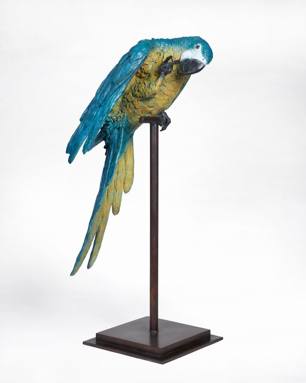 Blue Macaw