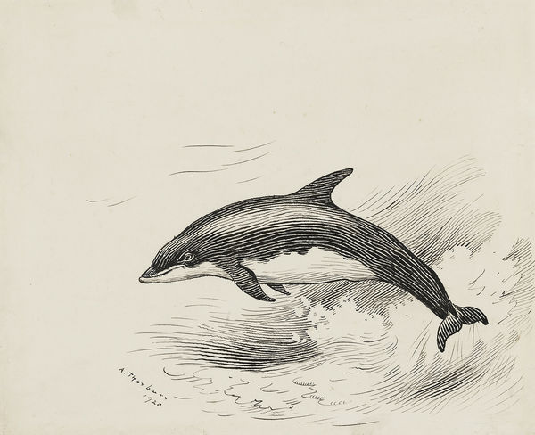 Bottlenose Dolphin