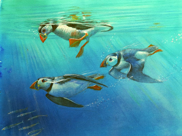 Emma Faull, Diving Puffins