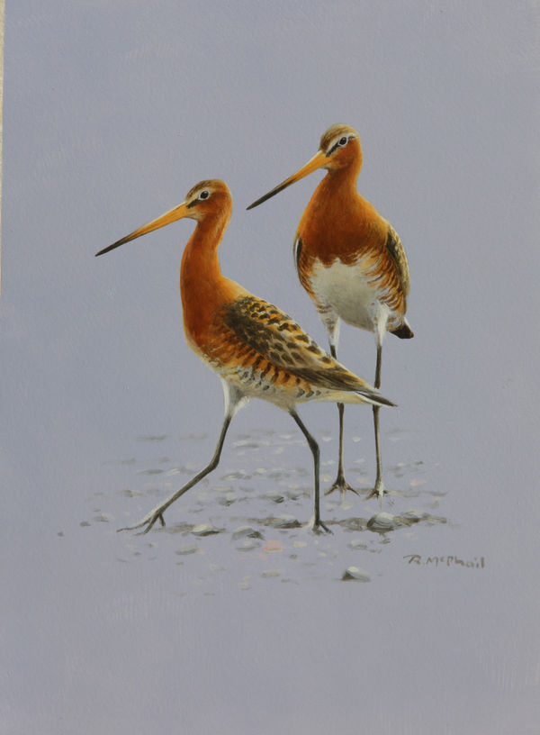 Rodger McPhail, Godwits