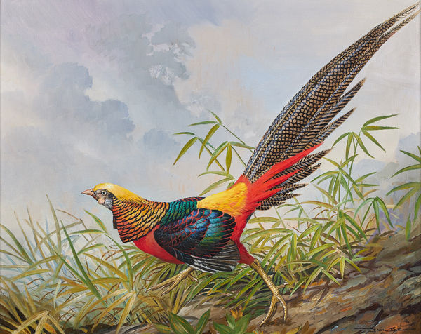 Gold Pheasant