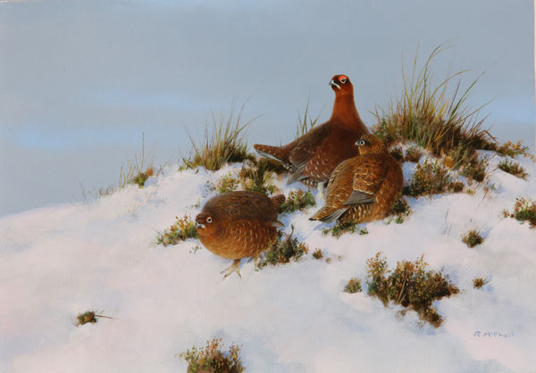 Rodger McPhail, Grouse in the snow