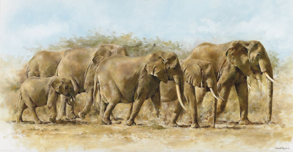 Elephant family