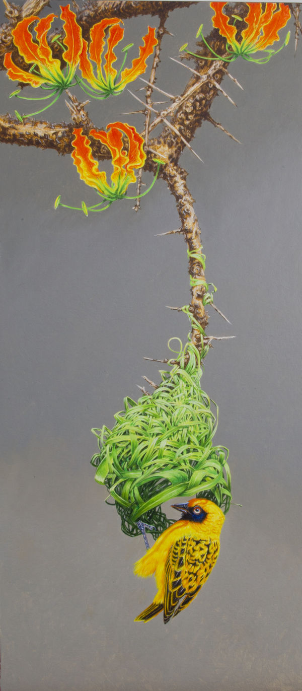 Masked Weaver and Gloriosa