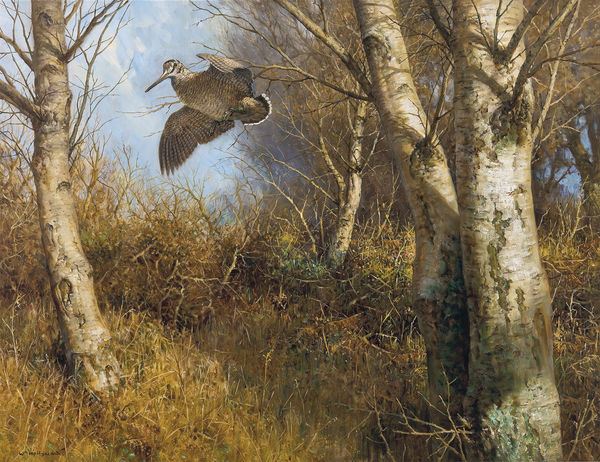 Woodcock in flight