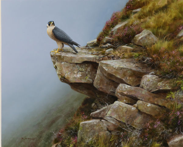 Rodger McPhail, Peregrine falcon