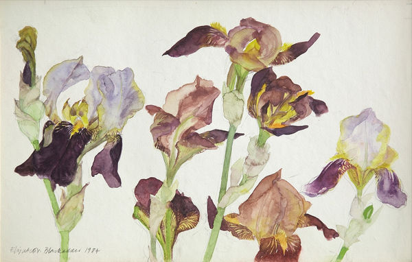 Elizabeth Blackadder, Irises
