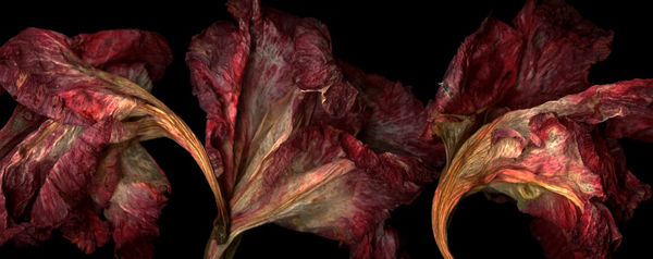 Charlene Noble, Sentimental, 2010