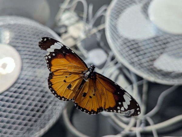 Live from the New Contemporaries Studio