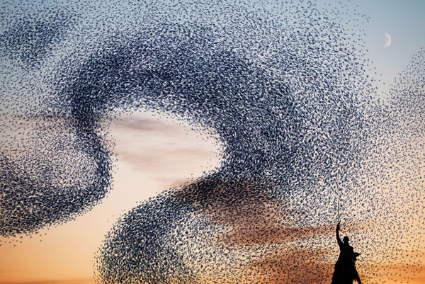 Alain Delorme Murmurations