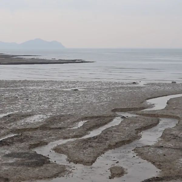 Intertidal Synthesis 2025 * Click image to view video about the artwork