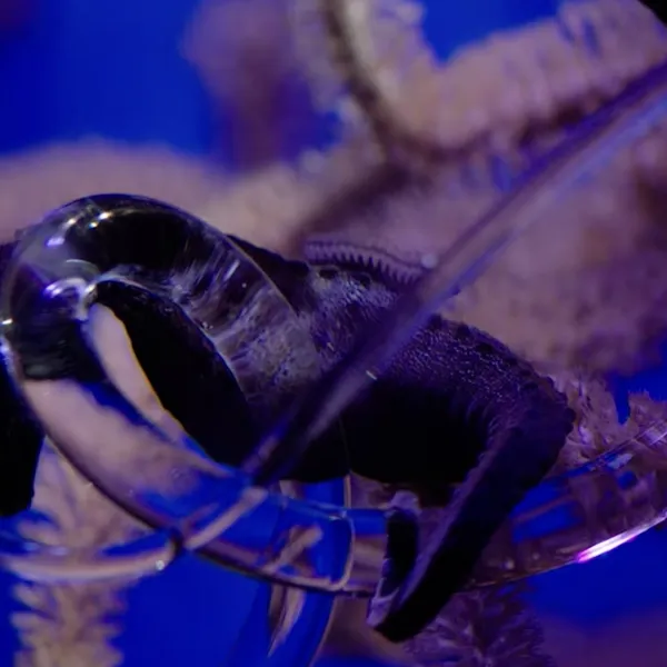 Habitats 2023 * Click image to view video about the artwork