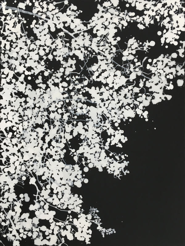 Dancing in the stars 2016