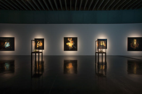 Image of Matt Collishaw photographs and sculptures