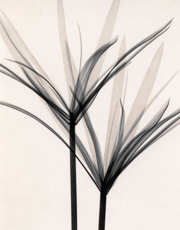 Judith McMillan, Cyperusalternifolius (Papyrus), 2003