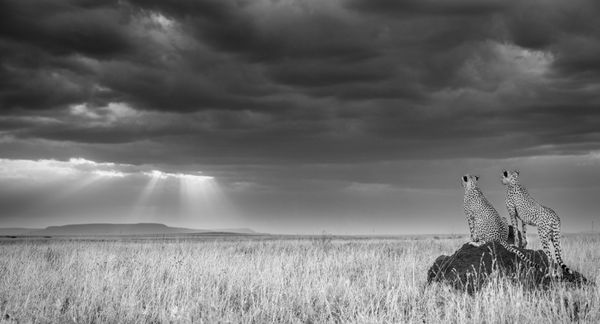 James Lewin, Sundowners On The Serengeti Plains. Tanzania