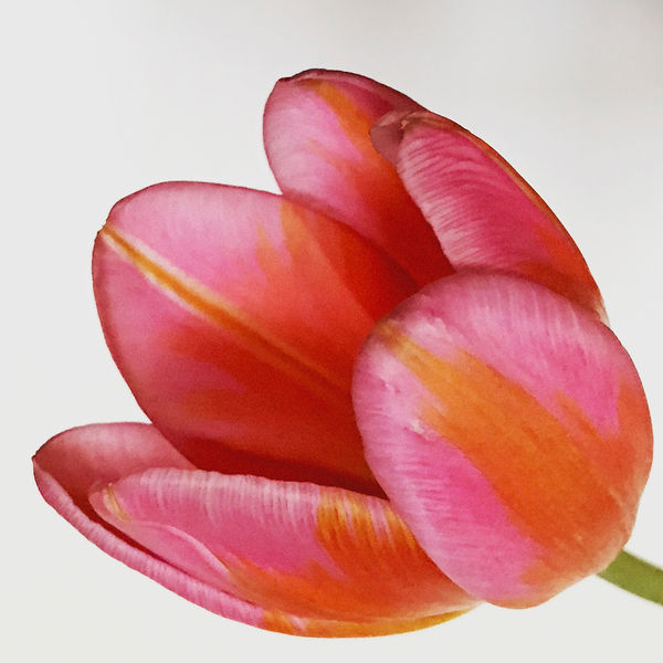 Dutch Tullip, 2019 © Inez & Vinoodh / courtesy The Ravestijn Gallery