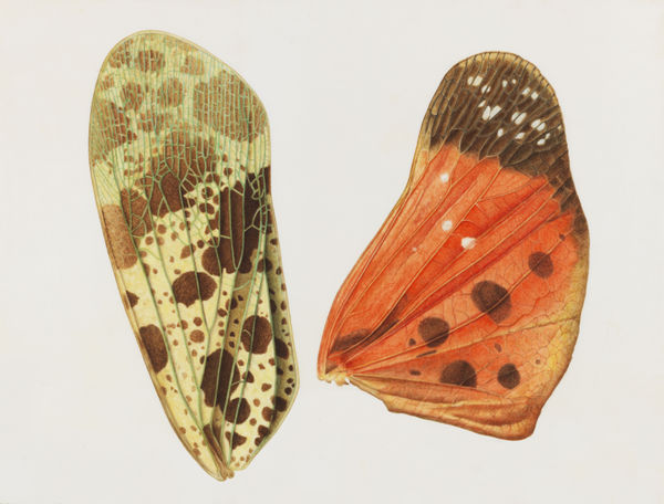 Brigid Edwards, Red Wing I , 2016