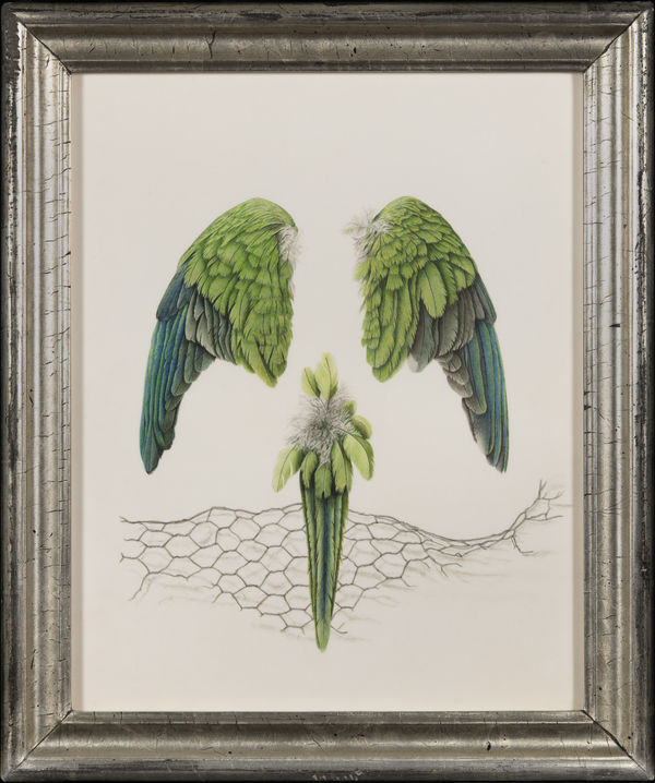 Brigid Edwards, Green Parakeet, 2019