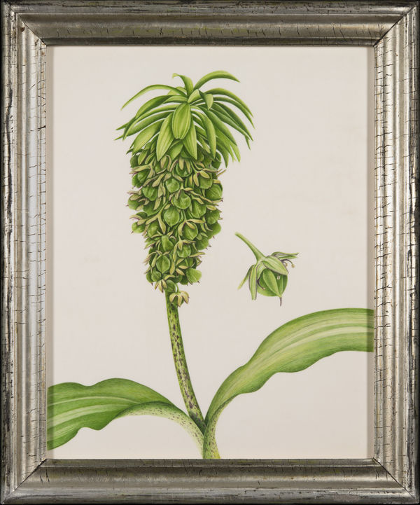 Brigid Edwards, Eucomis bicolor , 2020