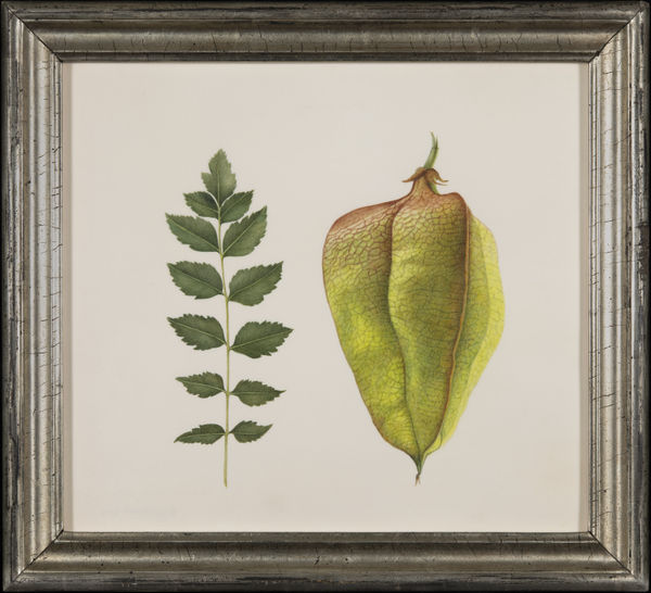 Brigid Edwards, Koelreuteria paniculata, 2020