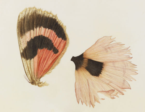 Brigid Edwards, Moth Wing & Poppy, 2016