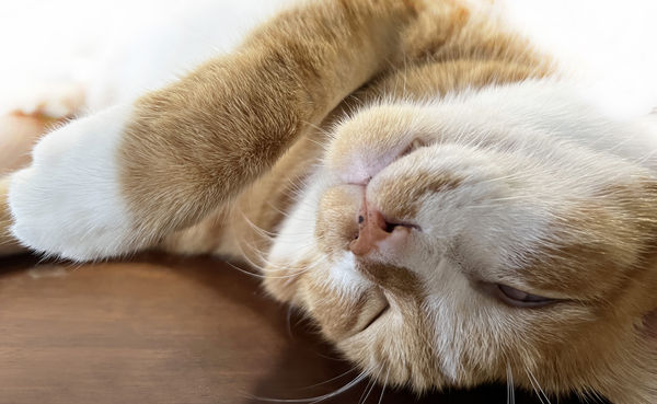 《阿魯》2023 單頻錄像裝置(彩色/無聲) 3分43秒