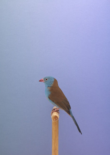 Blue Cap Waxbill #1, 2016 © Luke Stephenson