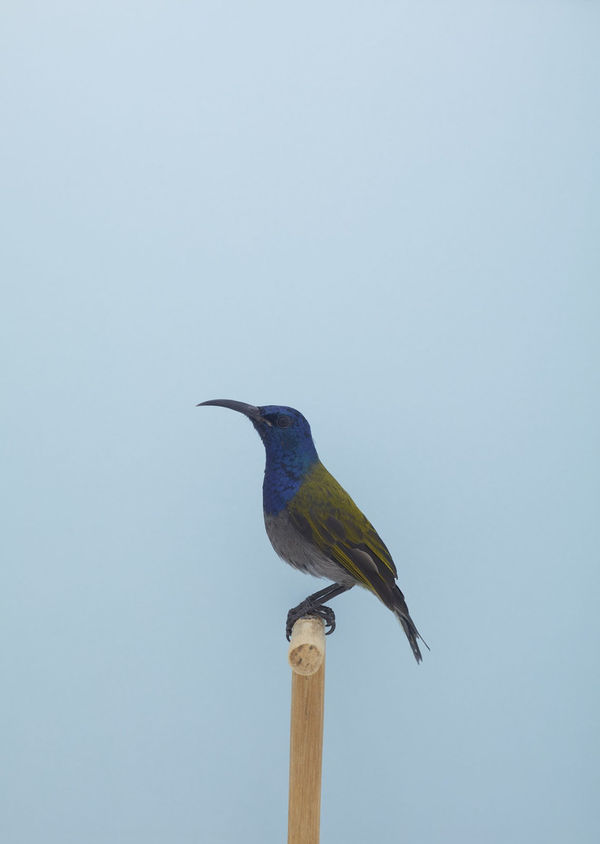 Blue Headed Sunbird #1, 2016 © Luke Stephenson
