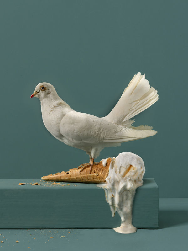 Kaat Stieber, Vanilla Dove