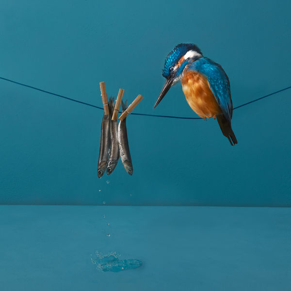 Kaat Stieber, King Fishing