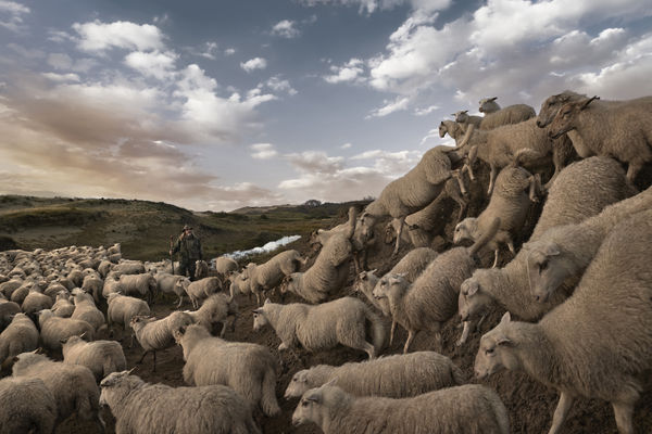 Ezra Böhm, Schaapsherder