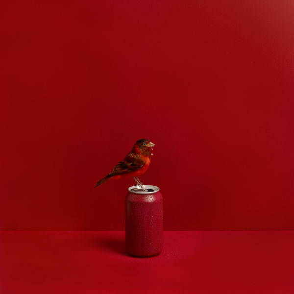 Kaat Stieber, Soda Bird